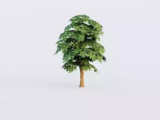 Cerbera Tree G16 LOD Low-poly 3D model