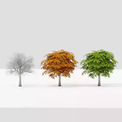 Small Maple Tree G13 LOD Low-poly 3D model
