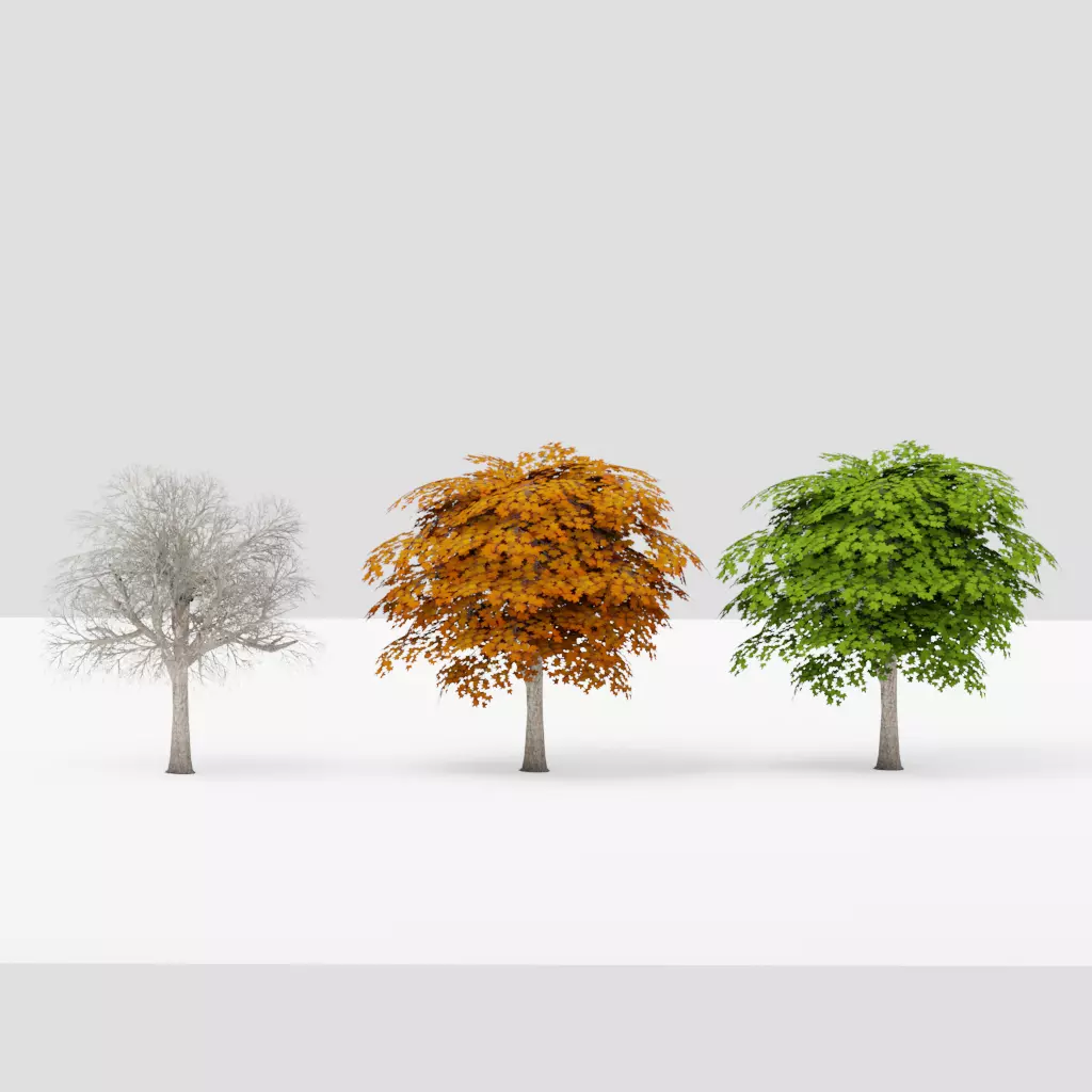 Small Maple Tree G13 LOD Low-poly 3D model