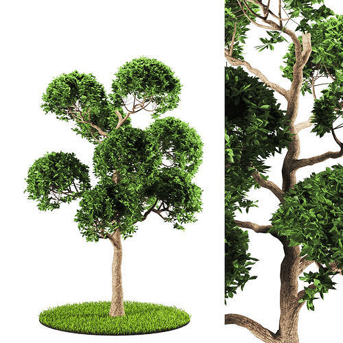tree 119-2 3D model