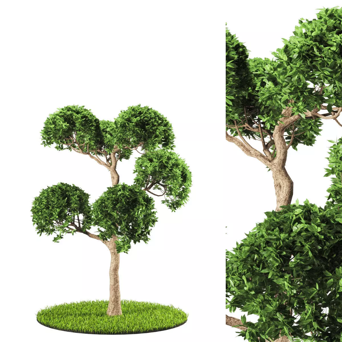 tree 119-3 3D model_0