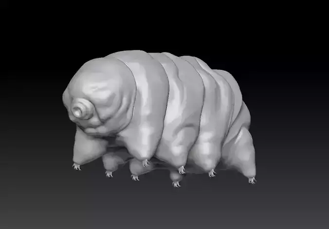 water bear 3D model