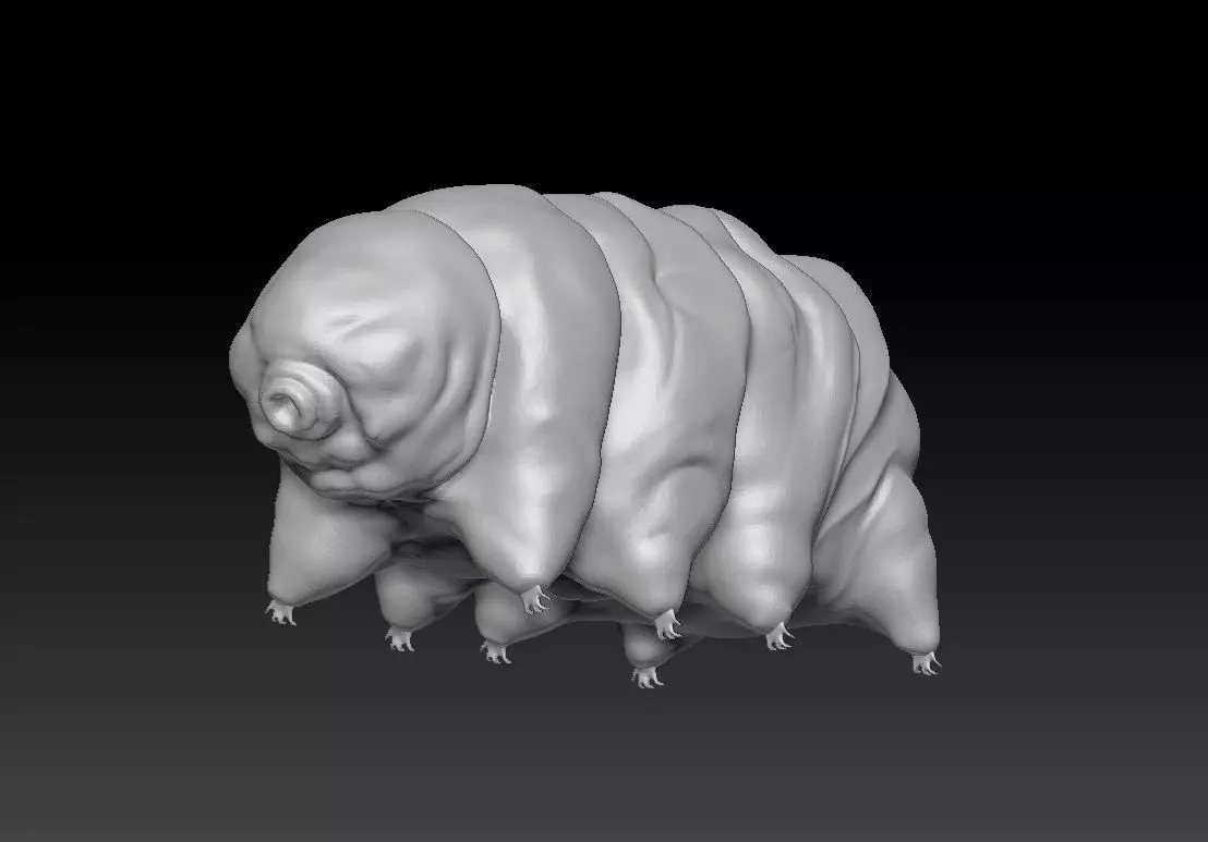 water bear 3D model