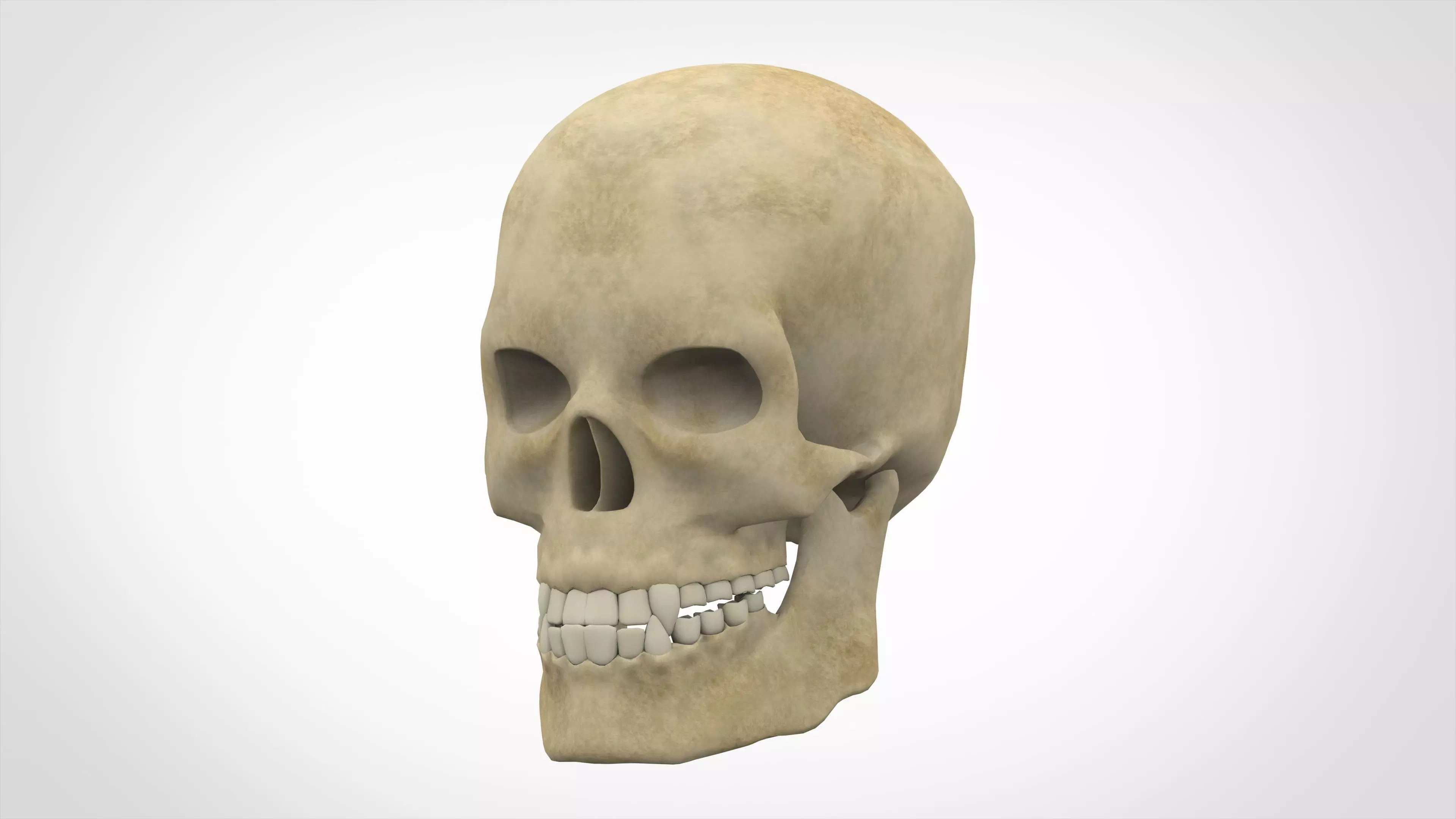 Human Skull 3D model