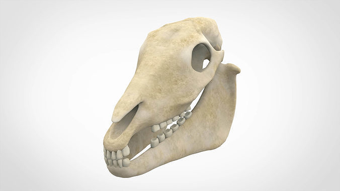 Horse Skull 3D model