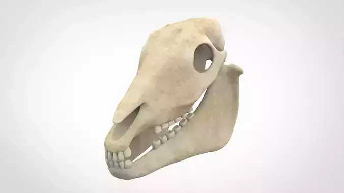 Horse Skull 3D model