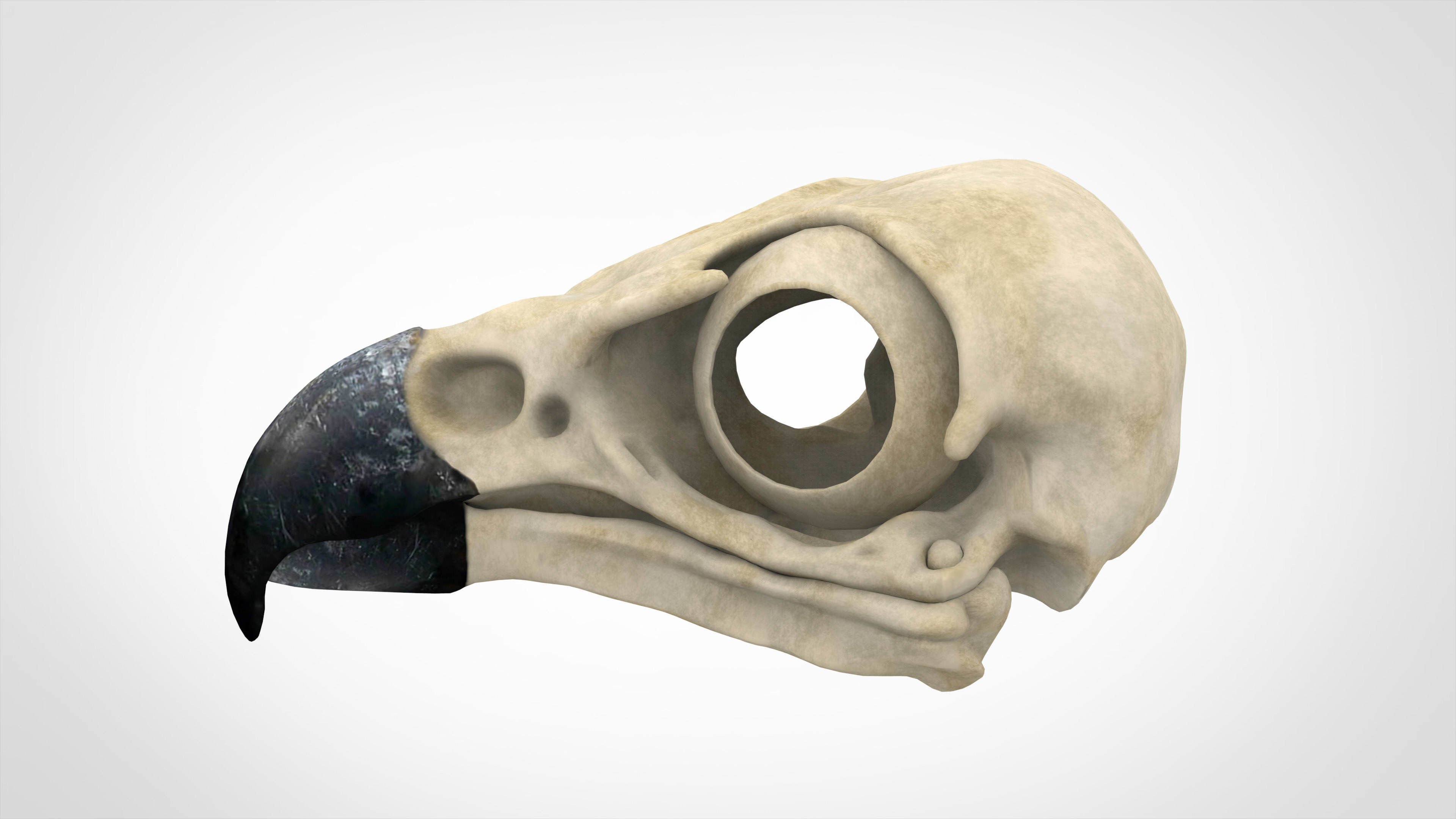 Eagle Skulls 3D model_2