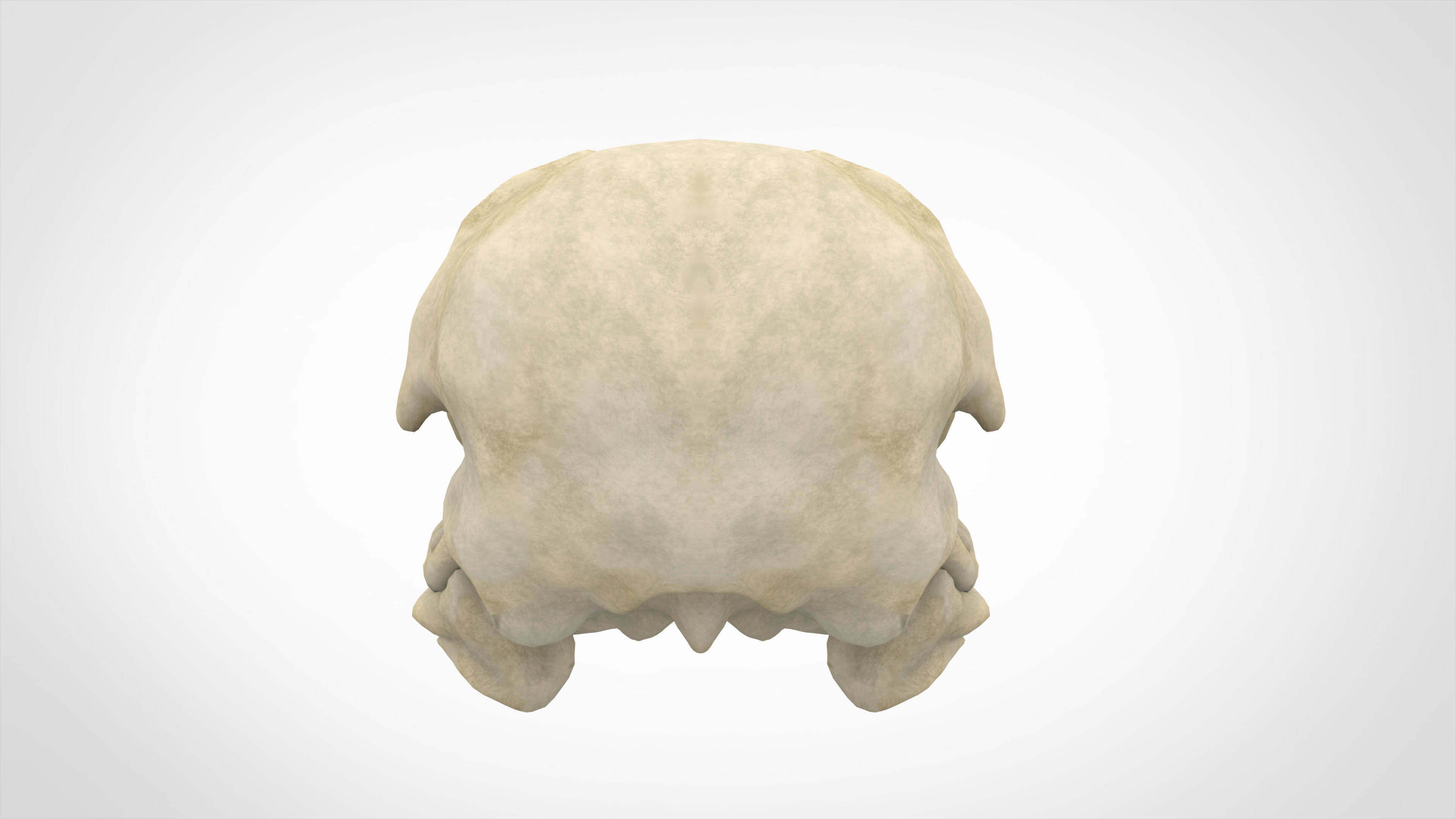 Eagle Skulls 3D model_3