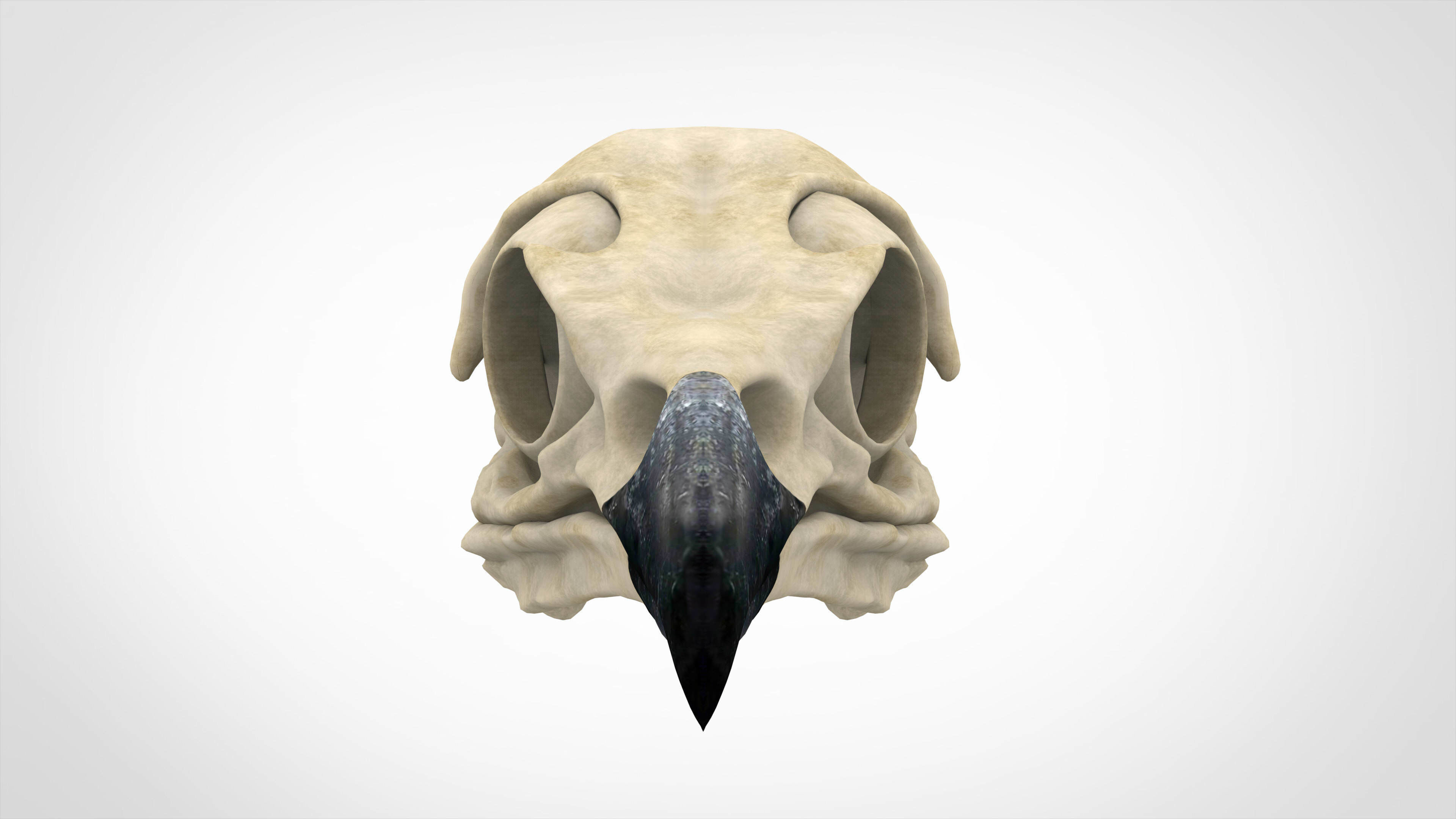 Eagle Skulls 3D model_1