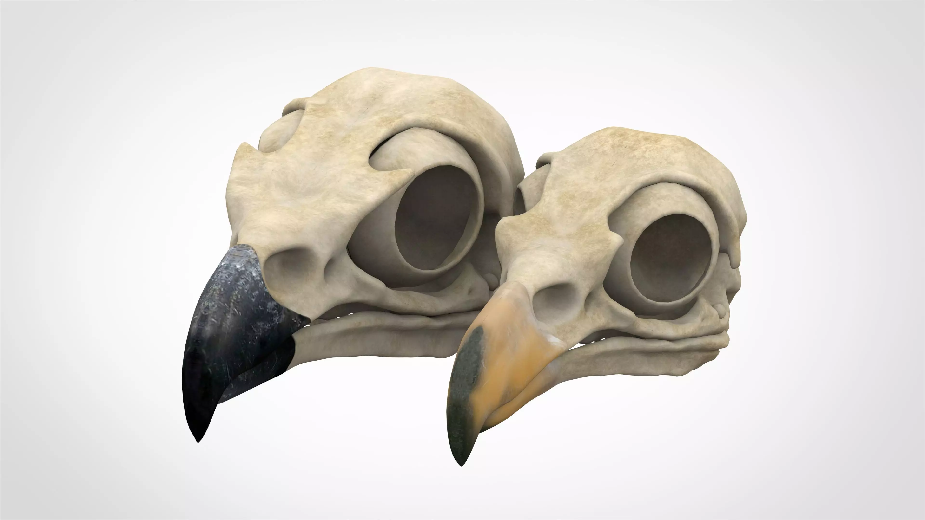 Eagle Skulls 3D model_0