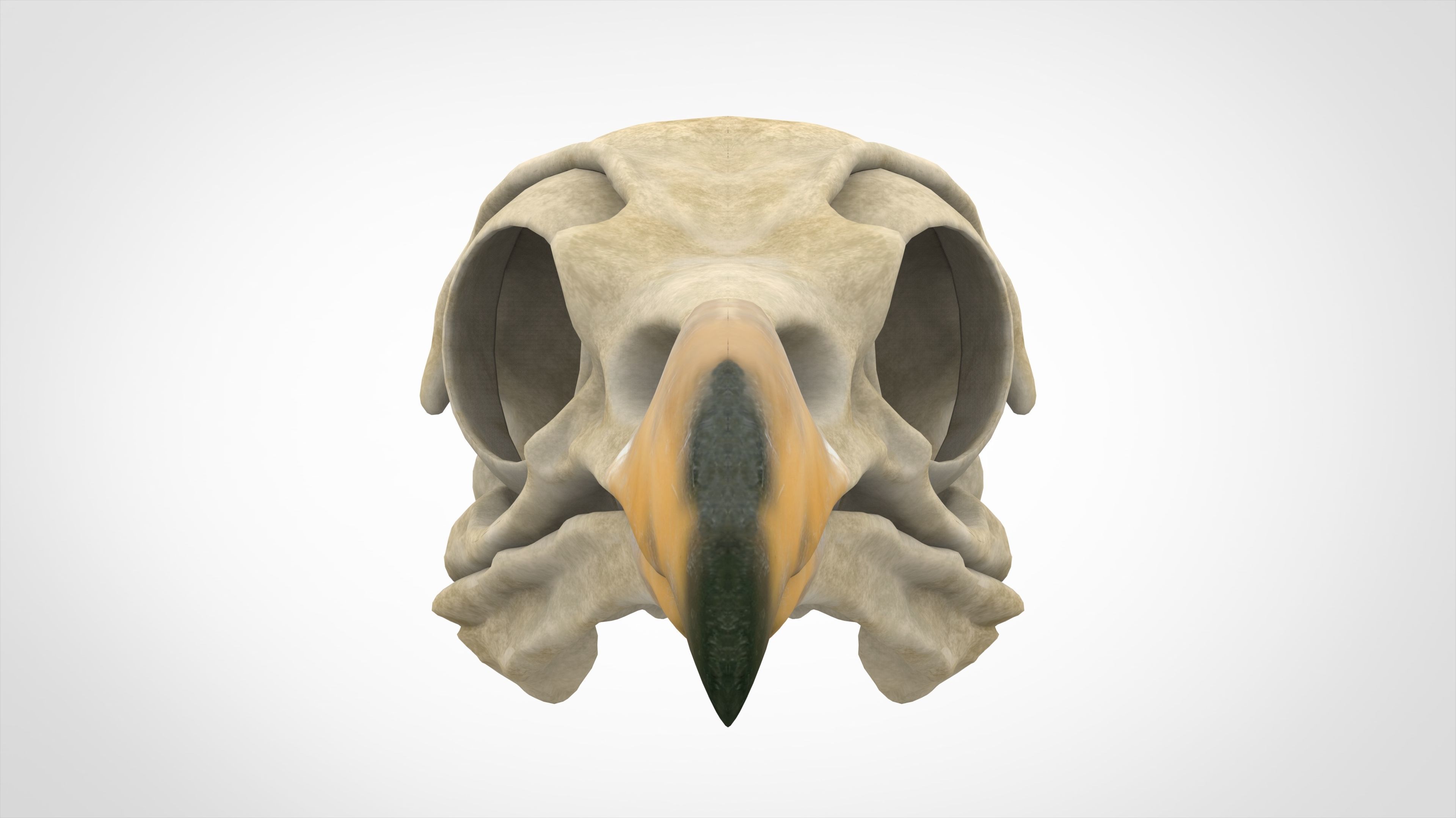 Eagle Skulls 3D model_5