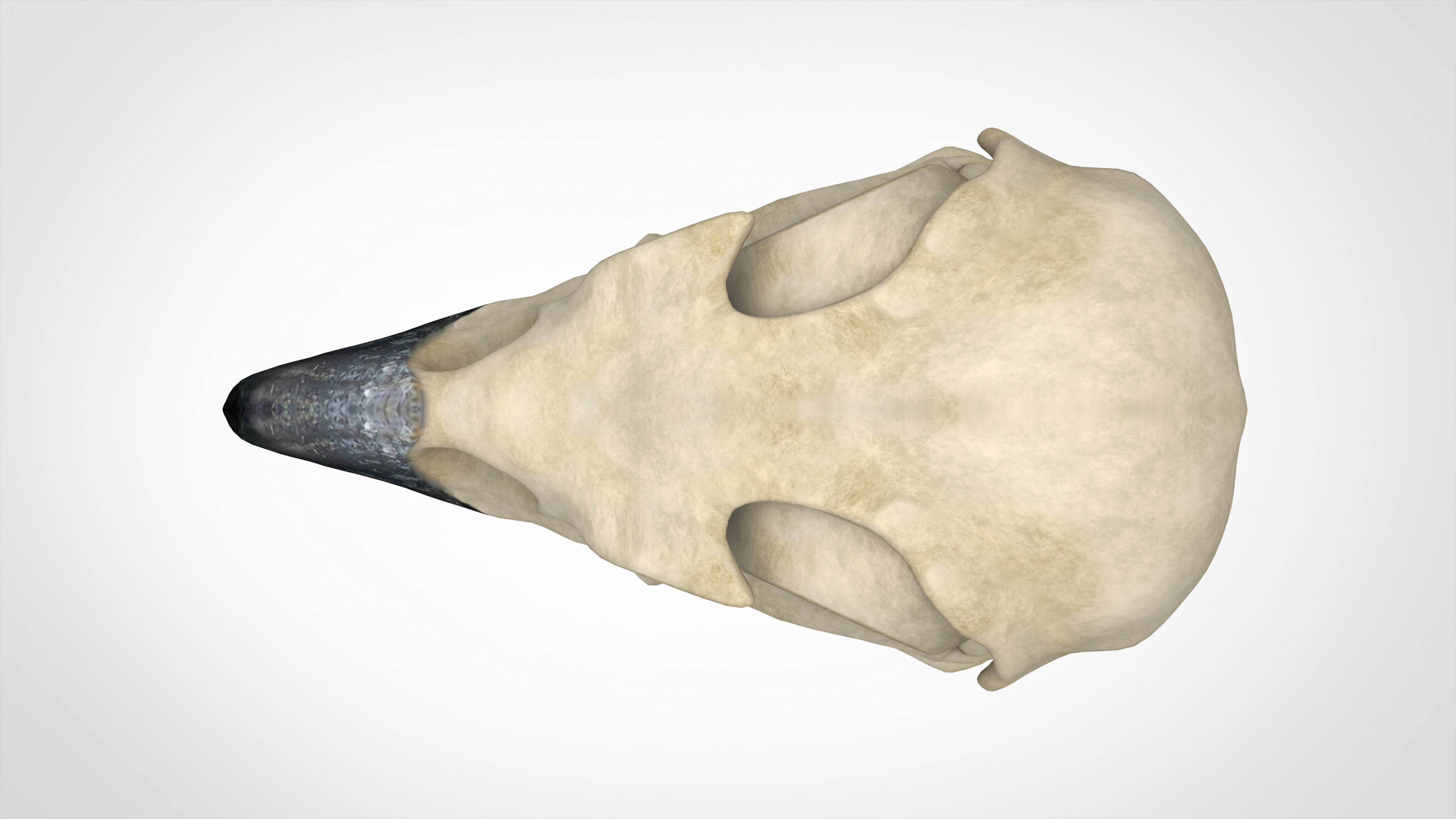 Eagle Skulls 3D model_4