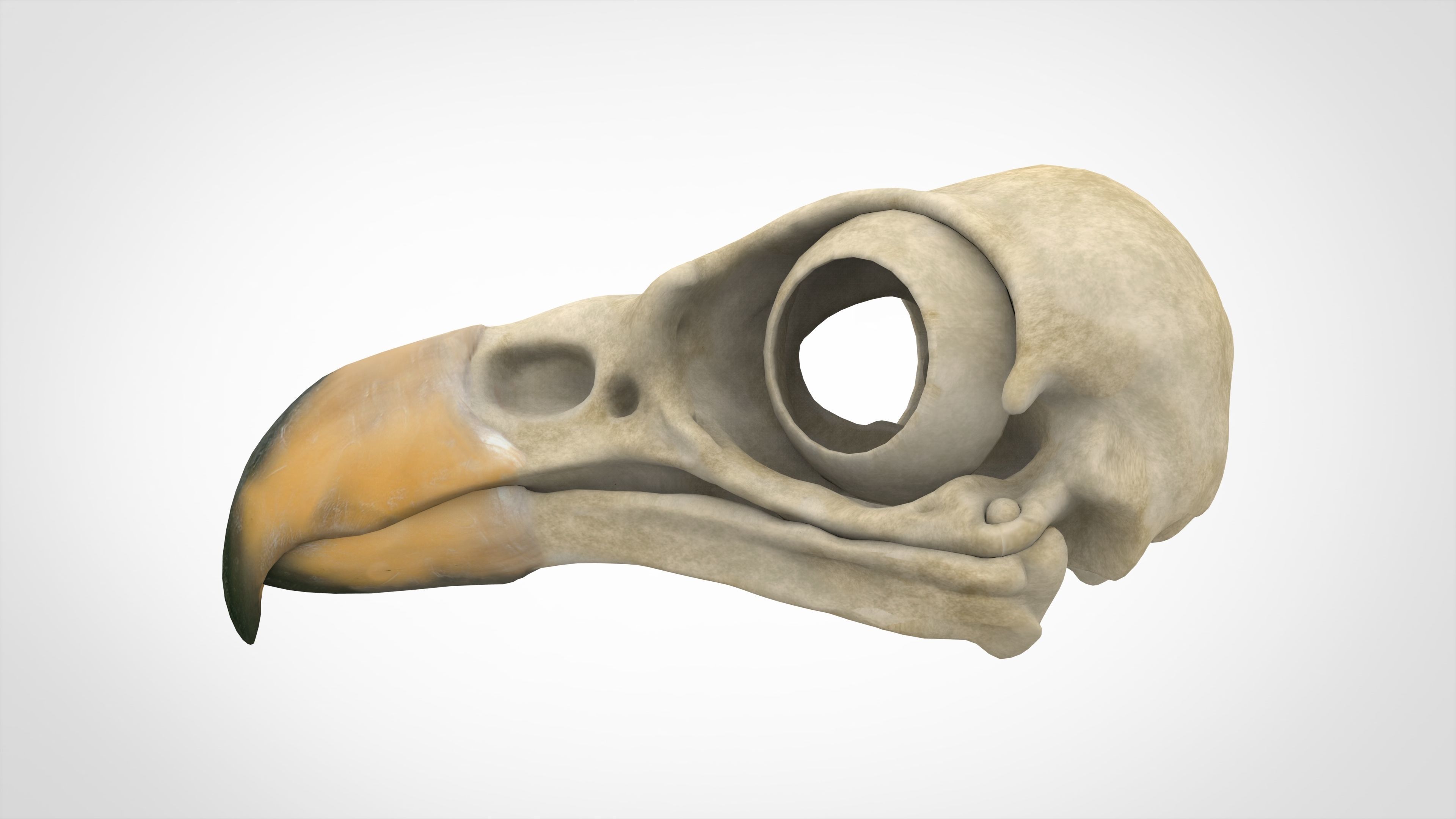 Eagle Skulls 3D model_6
