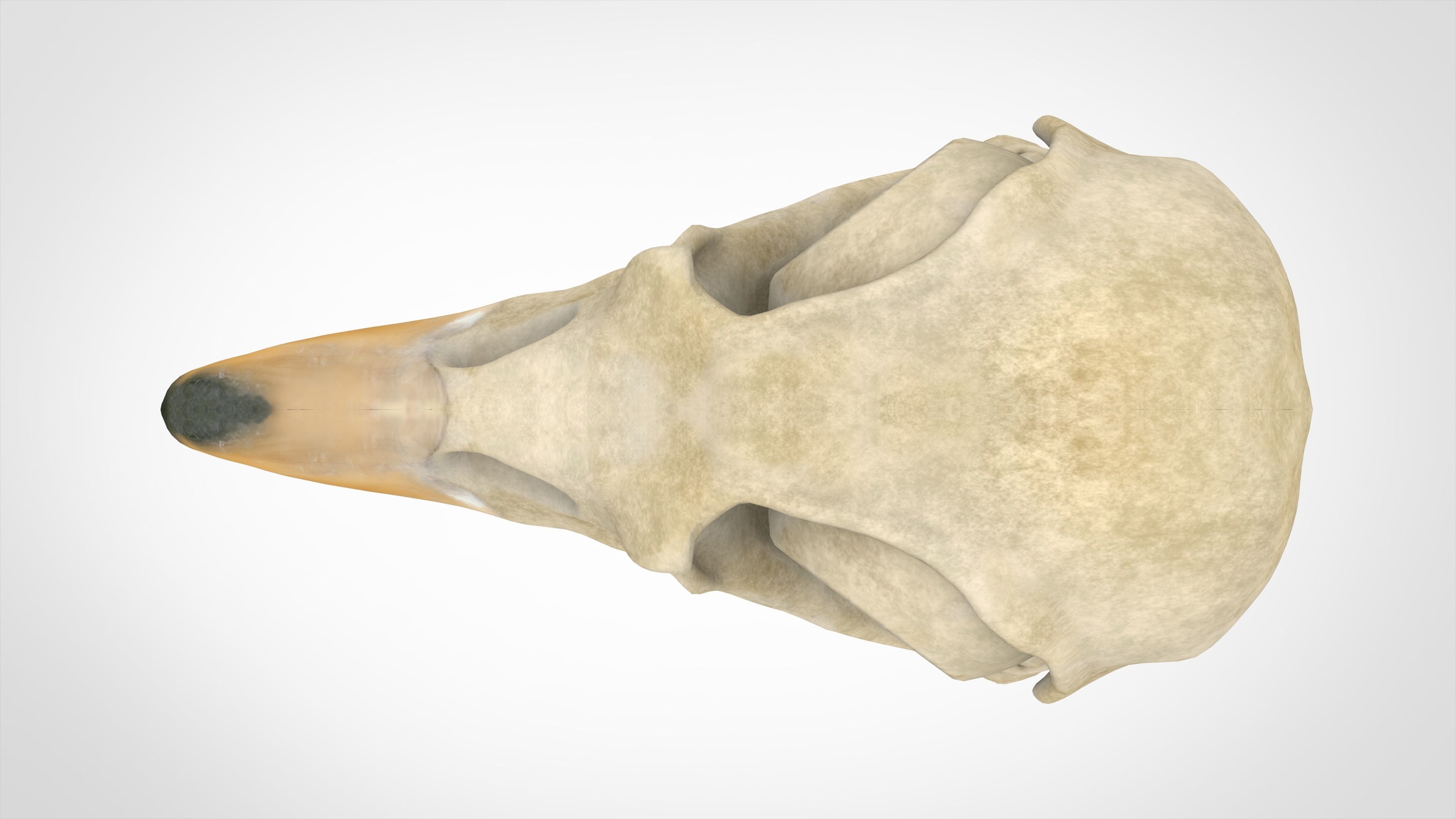 Eagle Skulls 3D model_8