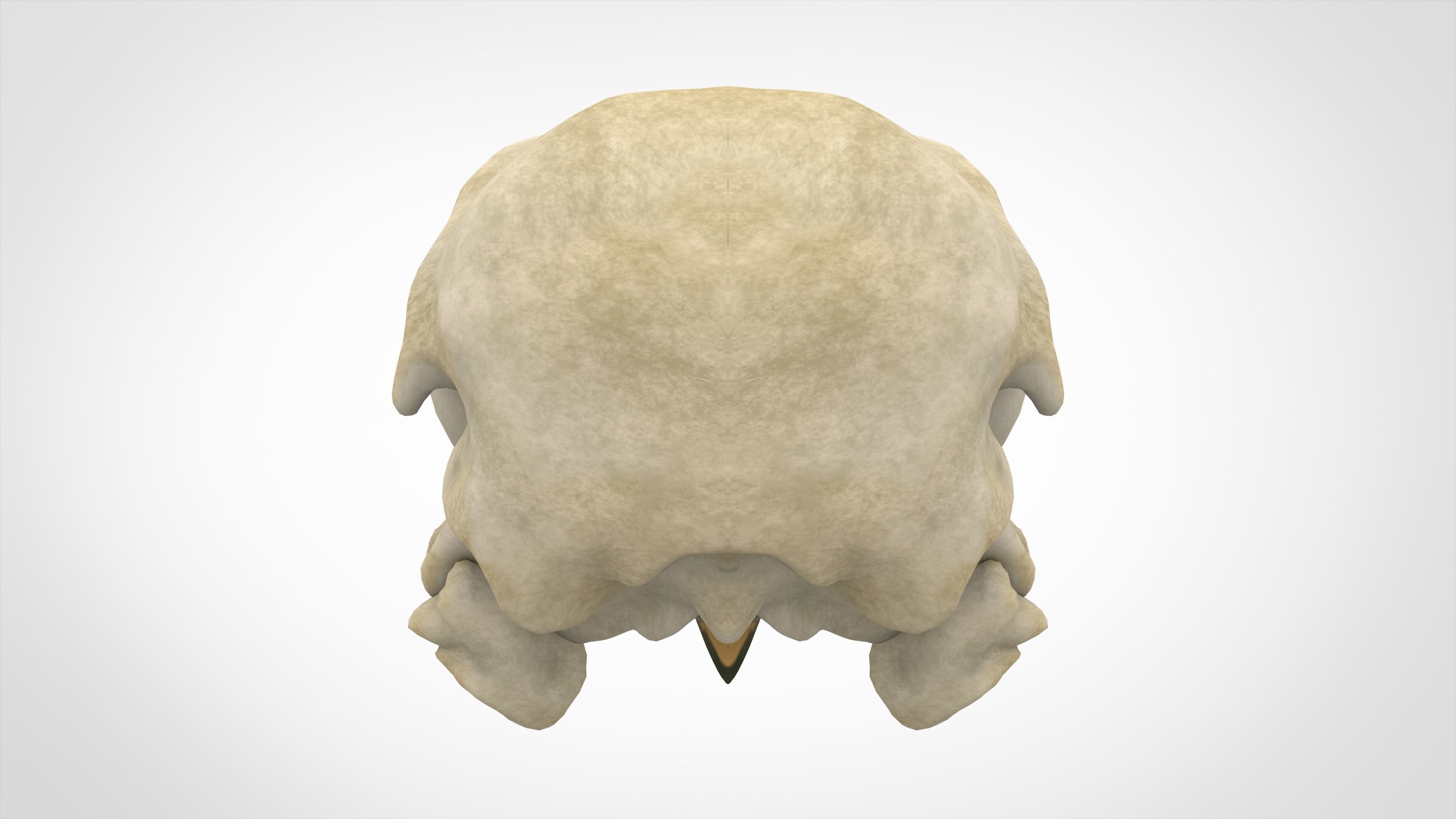 Eagle Skulls 3D model_7