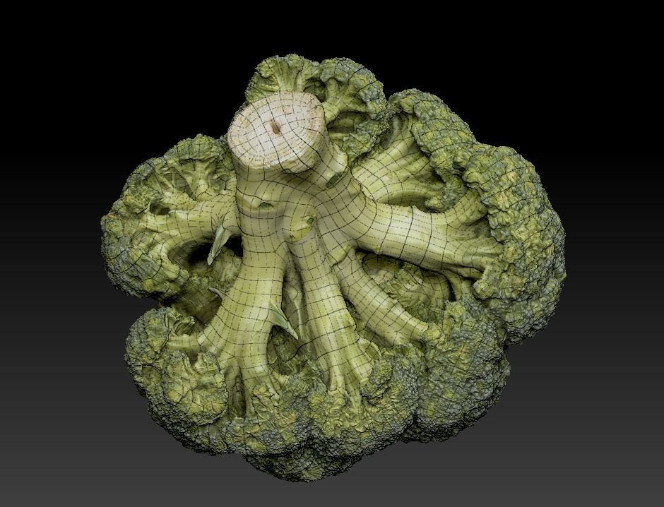 Cob of broccoli 27 Low-poly 3D model_6