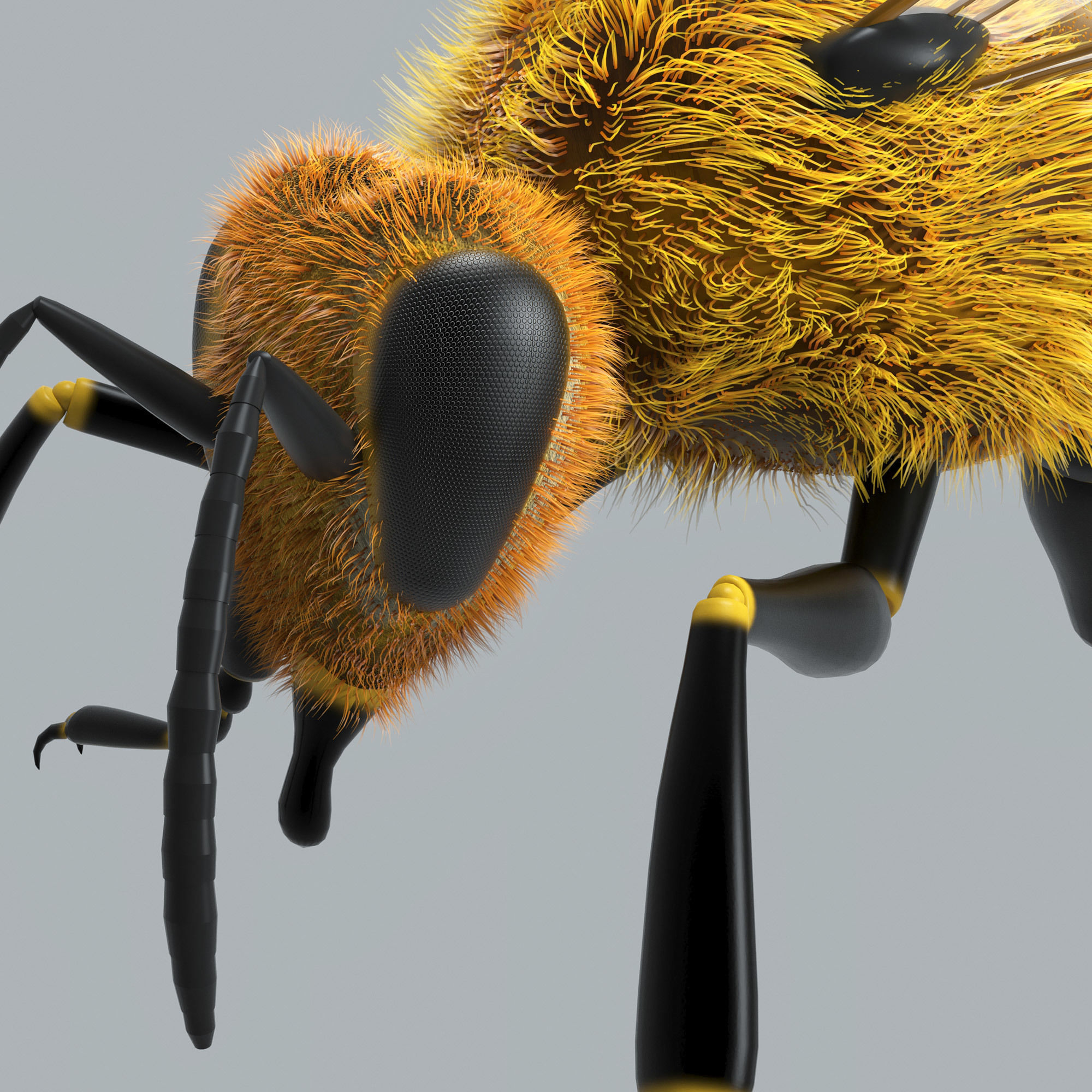 Bee 3d model 3D model | CGTrader