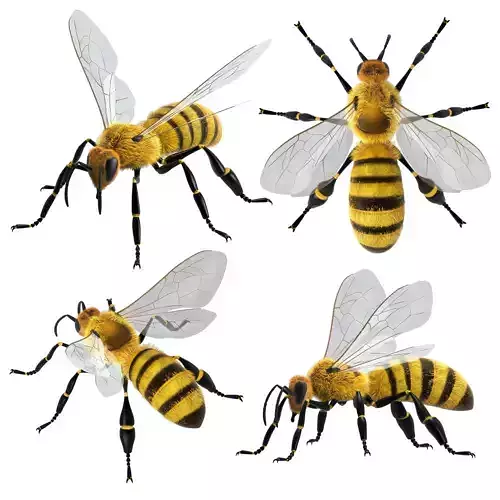 Bee 3d model 3D model