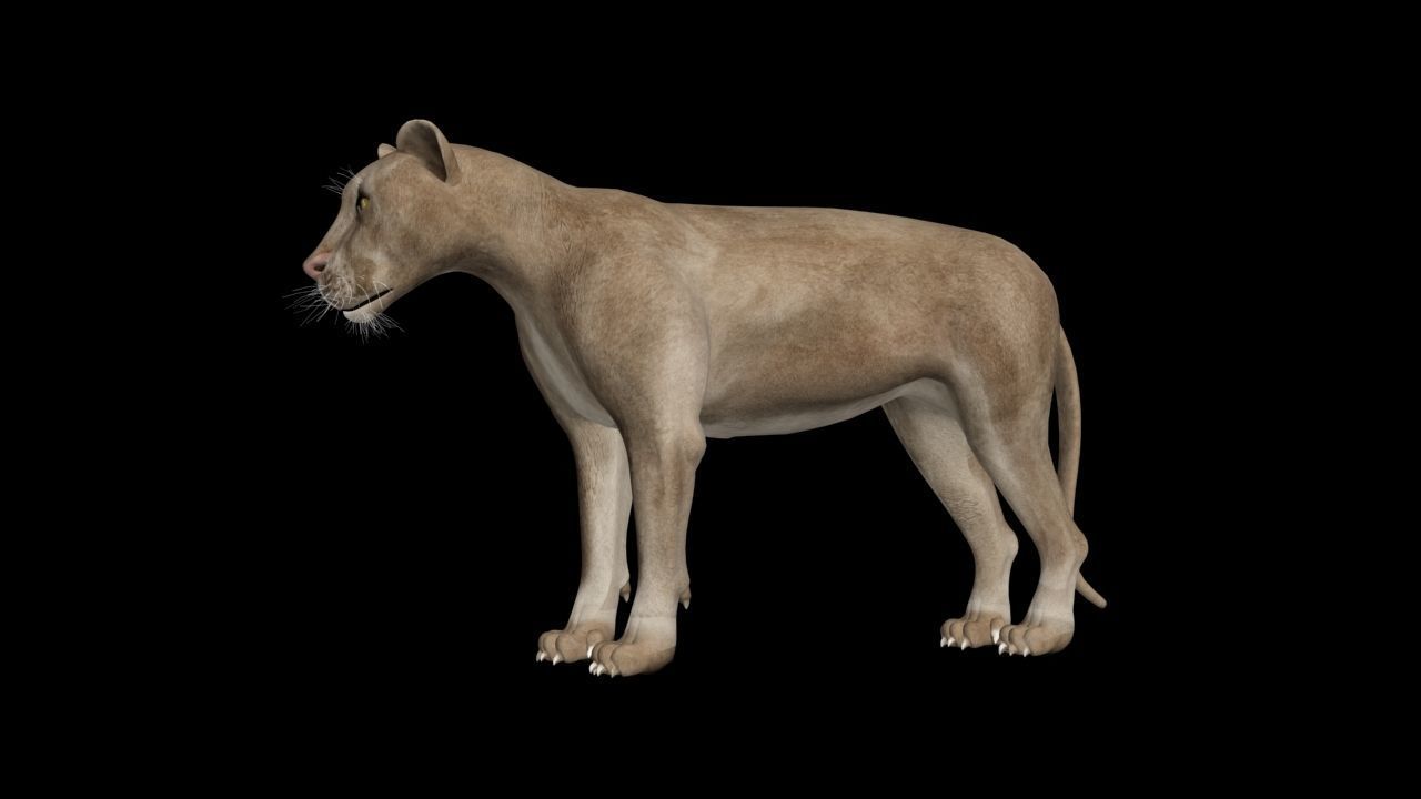 rigged lowpoly CGI Lion Rigged 3DSMax CGTrader