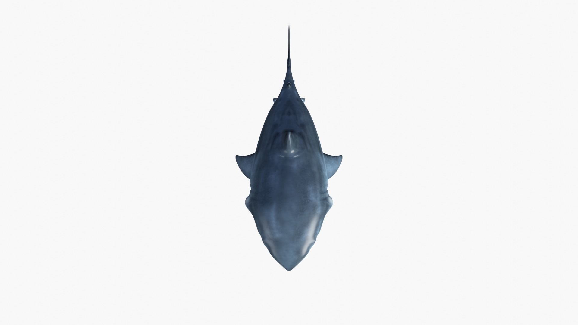 Bruce The Shark Low-poly 3D model_9