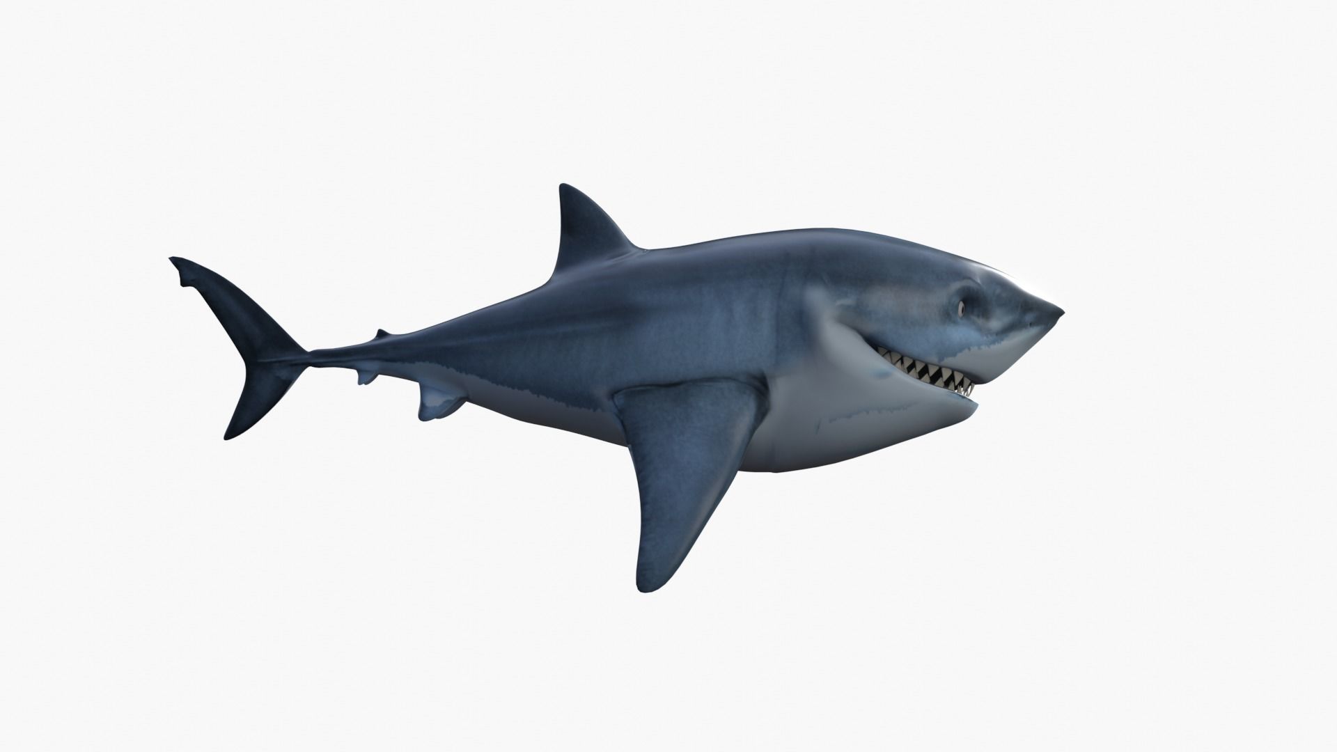 Bruce The Shark Low-poly 3D model_7