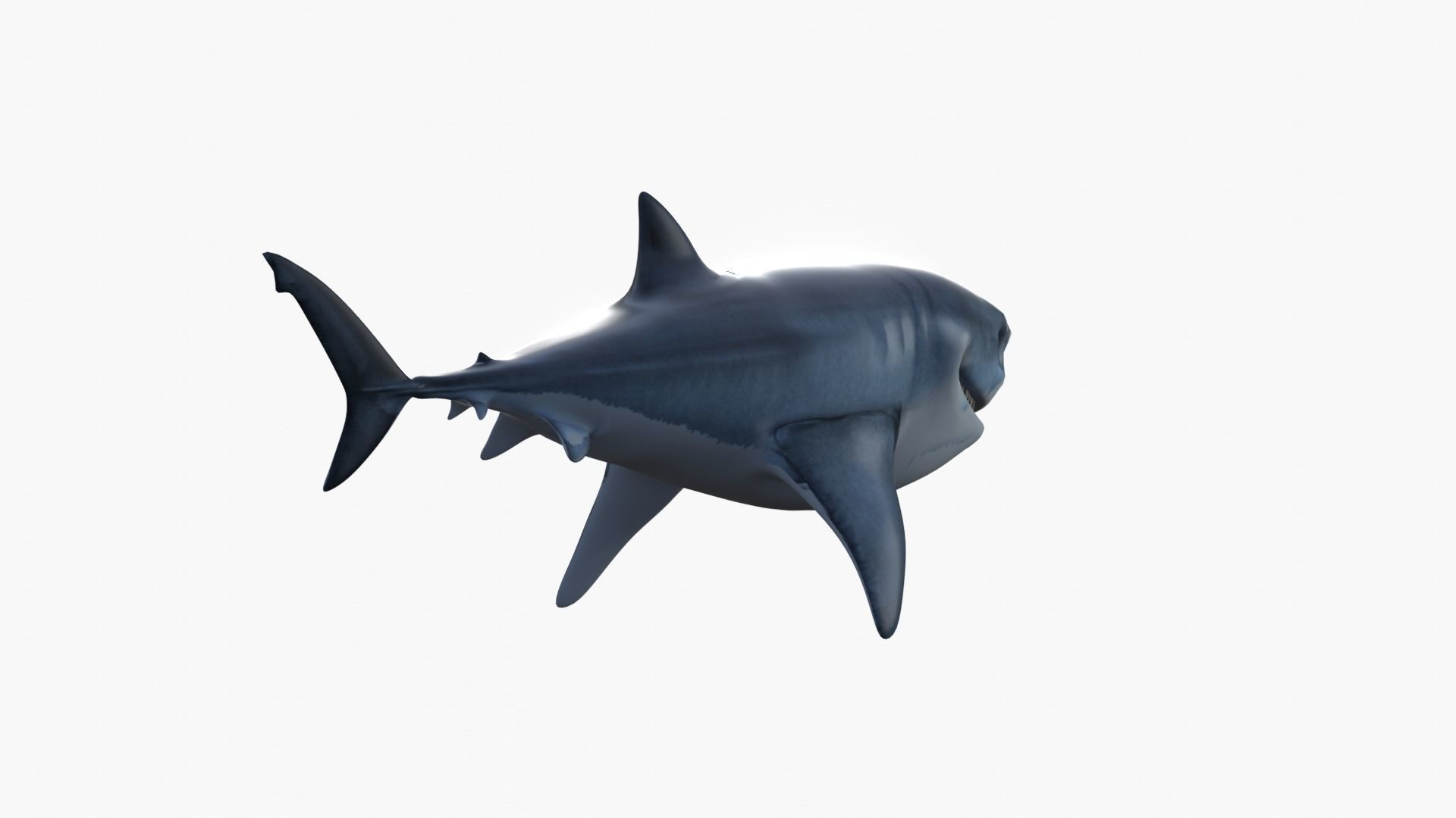 Bruce The Shark Low-poly 3D model_6