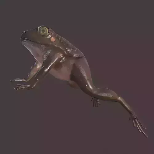Frog Brown Low-poly 3D model