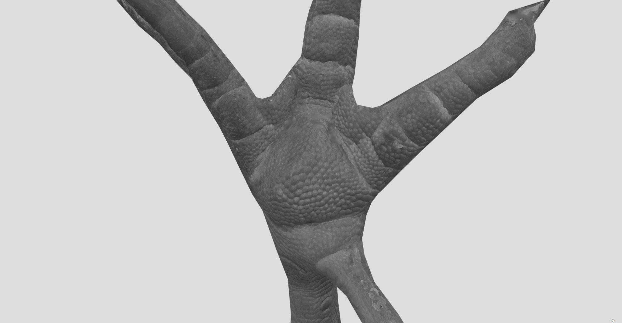Raw Chicken feet 3dscan model Low-poly 3D model_34
