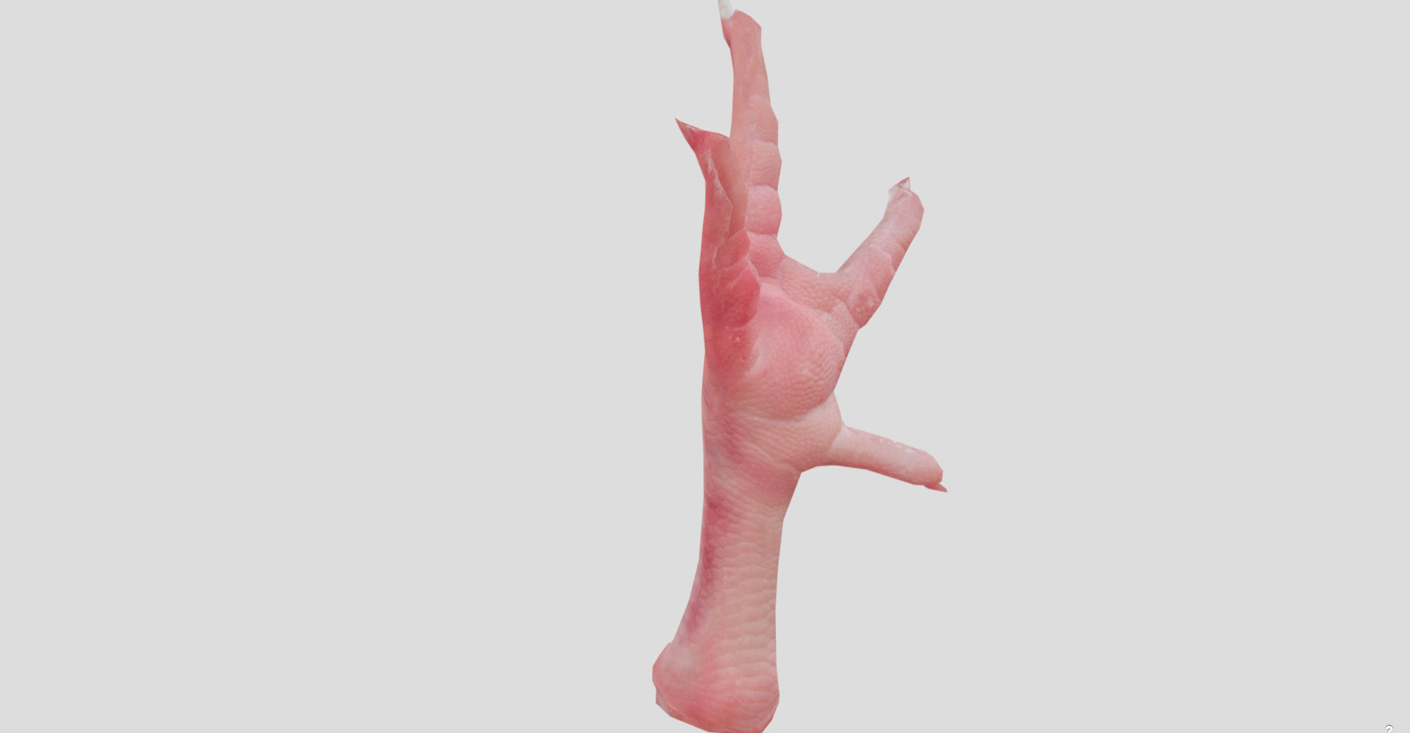 Raw Chicken feet 3dscan model Low-poly 3D model_15