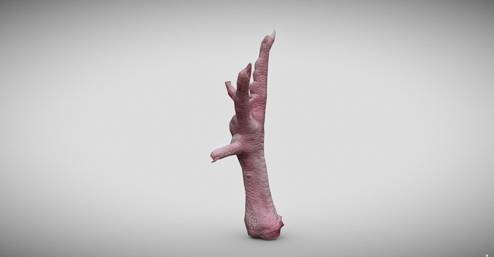 Raw Chicken feet 3dscan model Low-poly 3D model_5