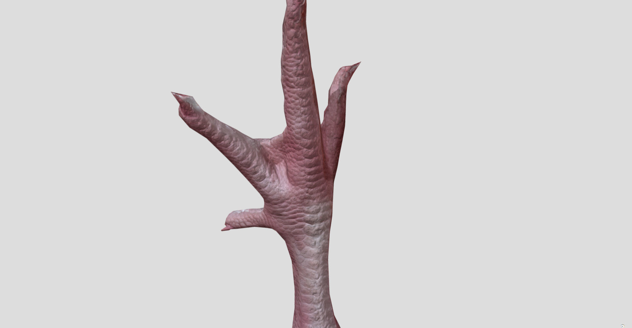 Raw Chicken feet 3dscan model Low-poly 3D model_12