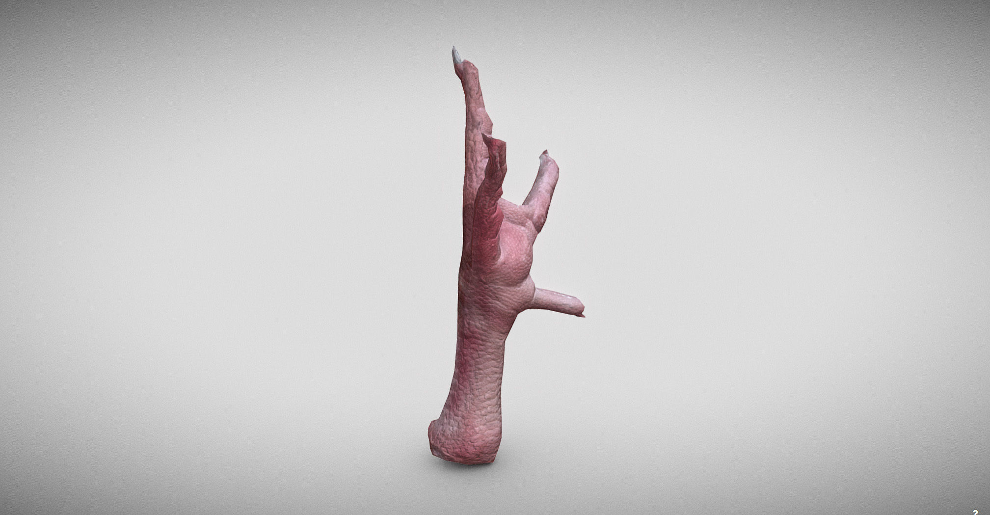 Raw Chicken feet 3dscan model Low-poly 3D model_9