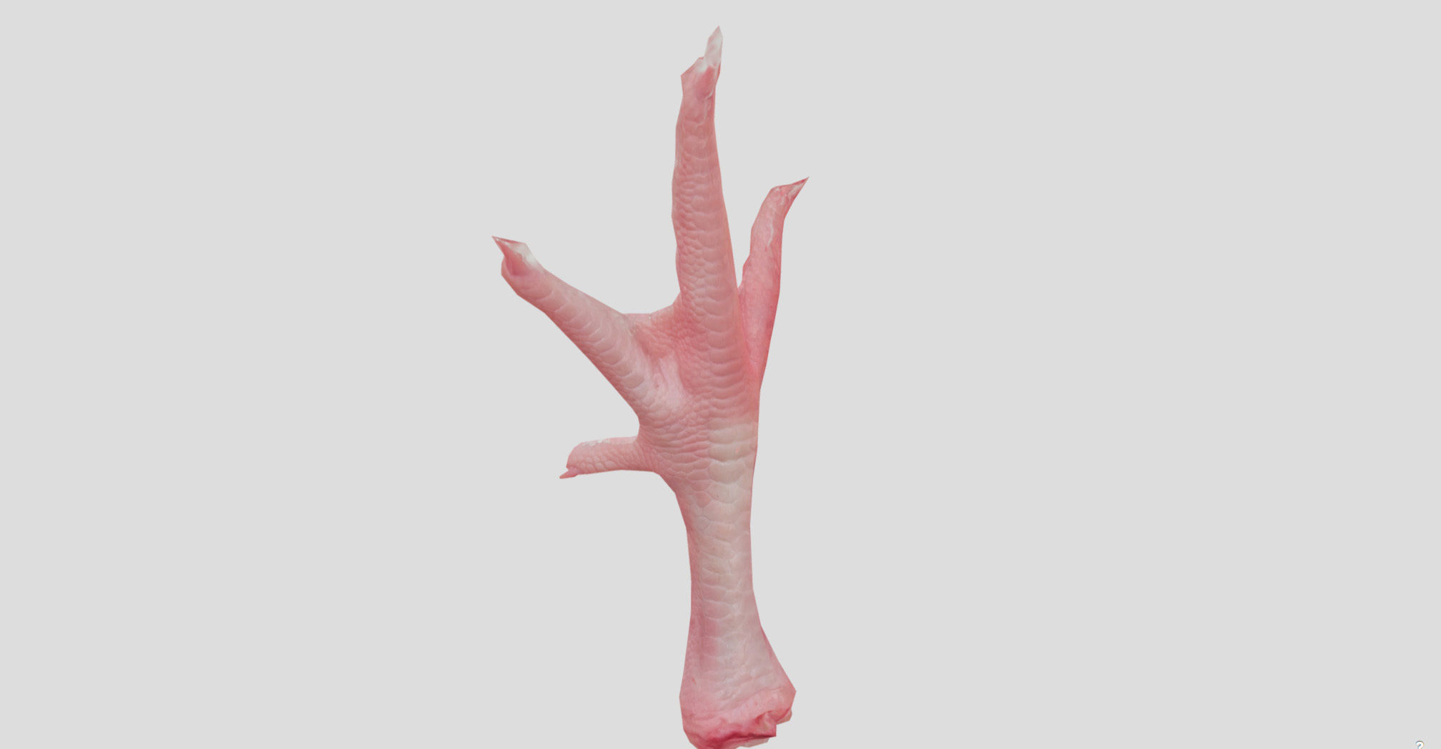 Raw Chicken feet 3dscan model Low-poly 3D model_13