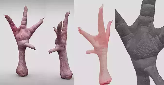 Raw Chicken feet 3dscan model Low-poly 3D model