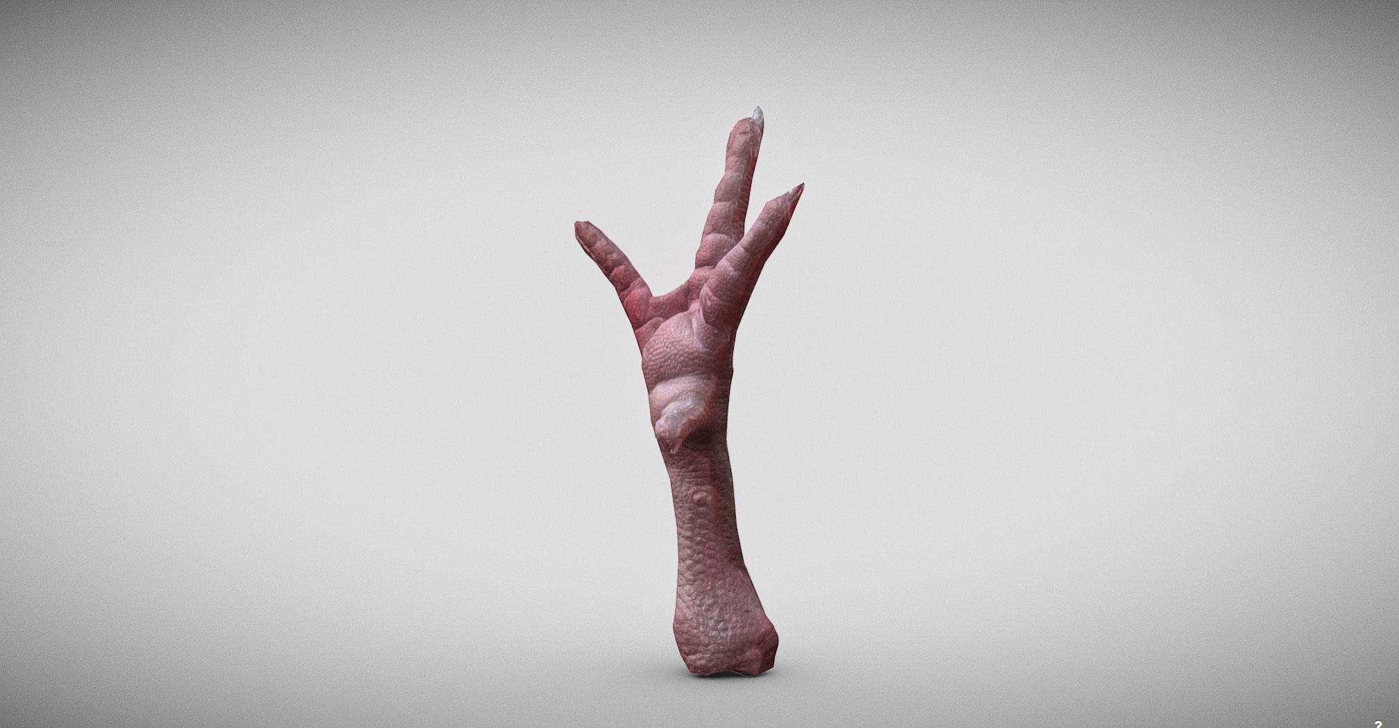 Raw Chicken feet 3dscan model Low-poly 3D model_4