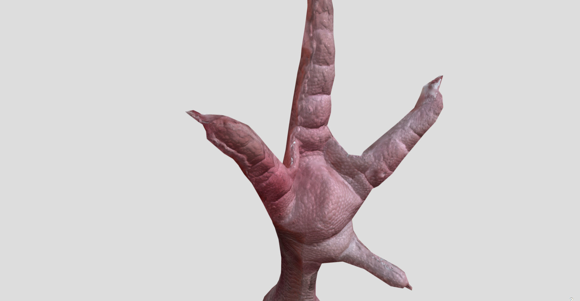 Raw Chicken feet 3dscan model Low-poly 3D model_11