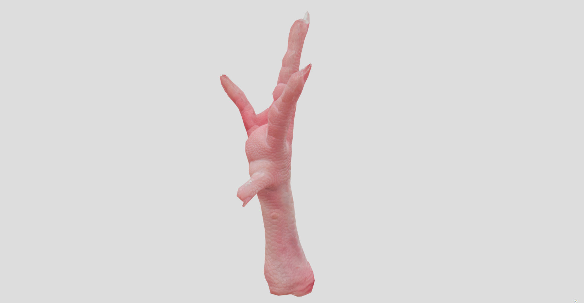 Raw Chicken feet 3dscan model Low-poly 3D model_17