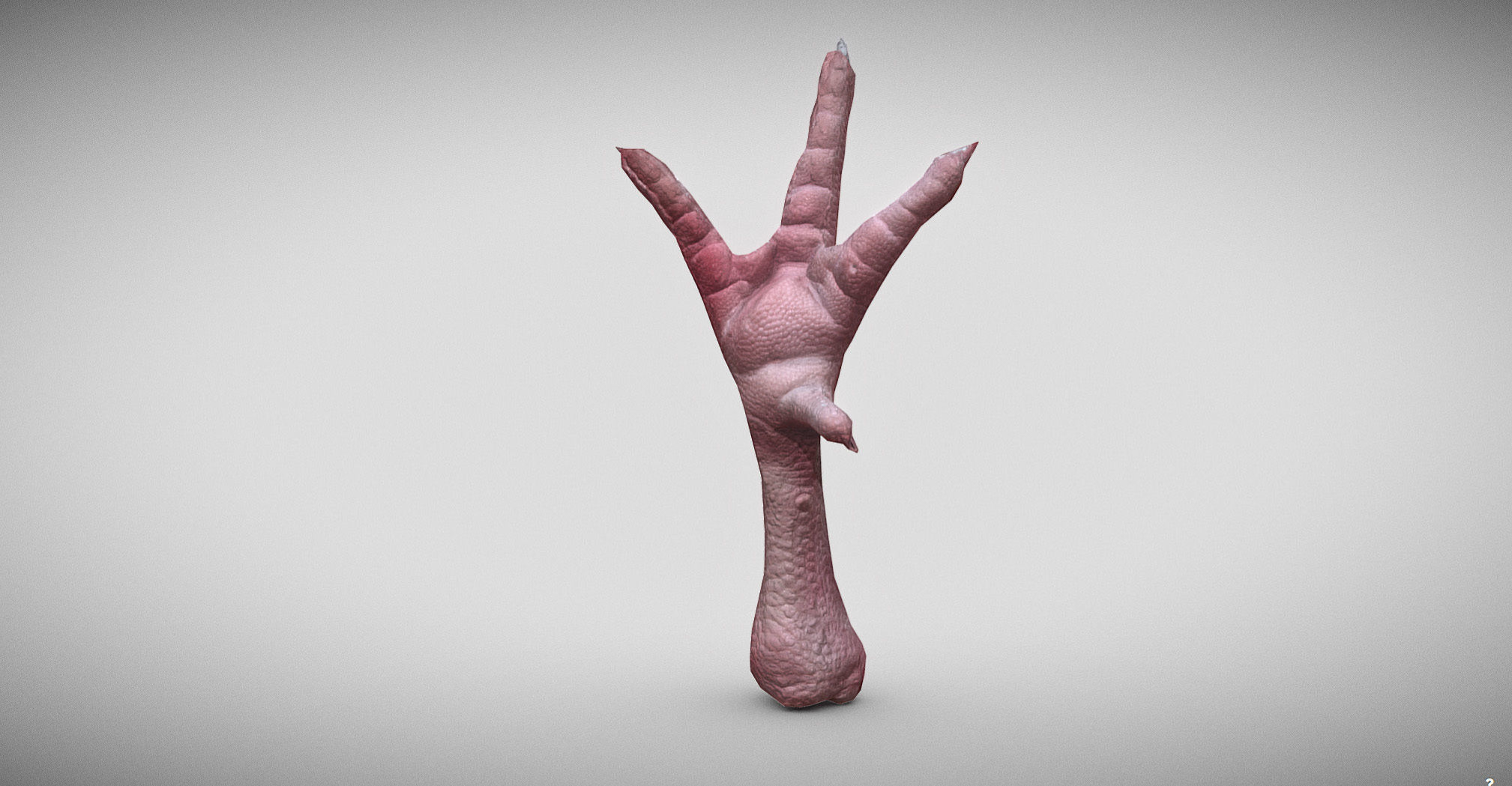 Raw Chicken feet 3dscan model Low-poly 3D model_3