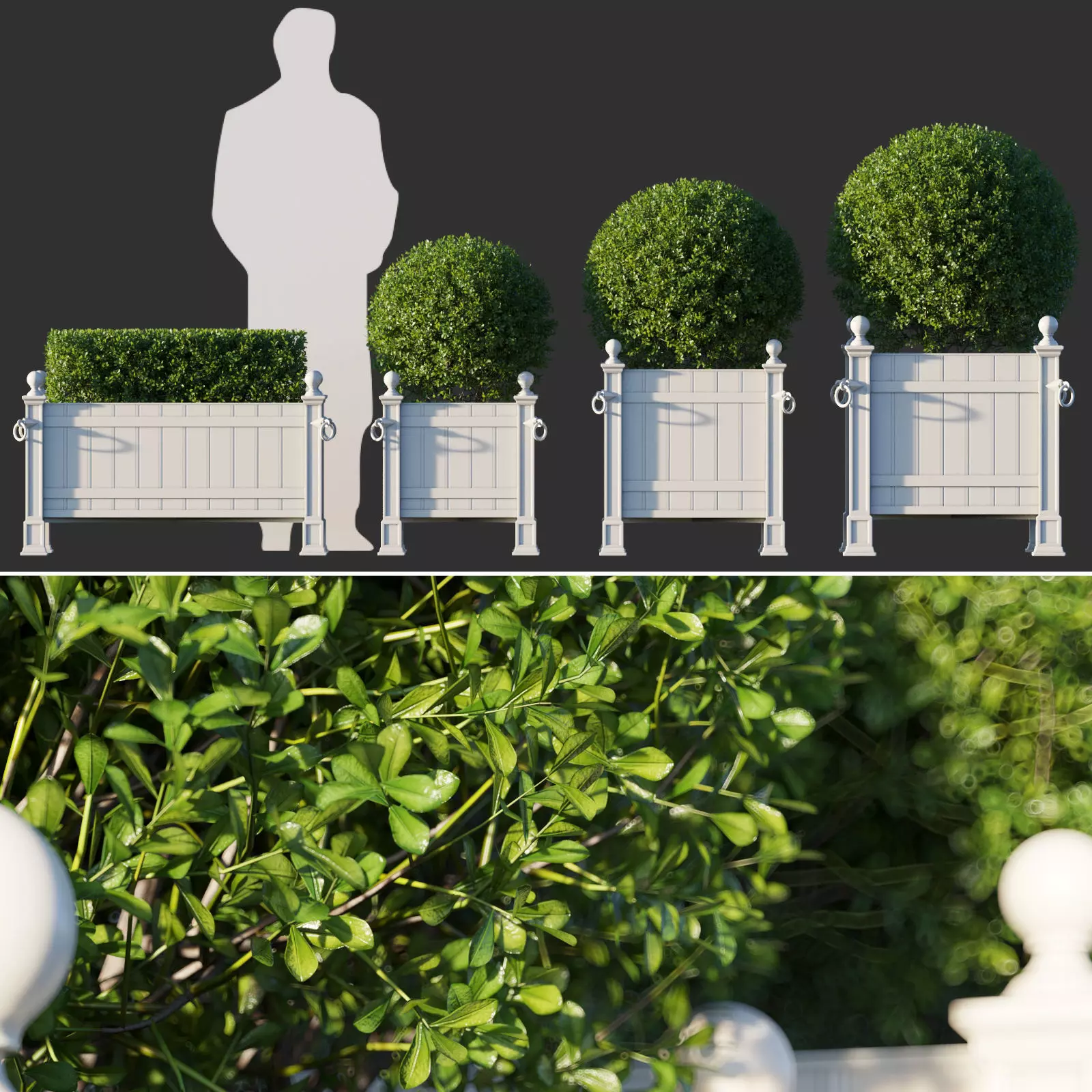 Boxwood In RH Versailles Panel Planters 3D model