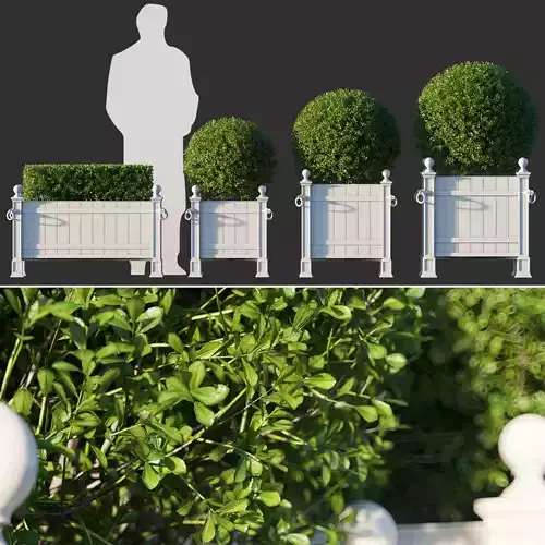 Boxwood In RH Versailles Panel Planters