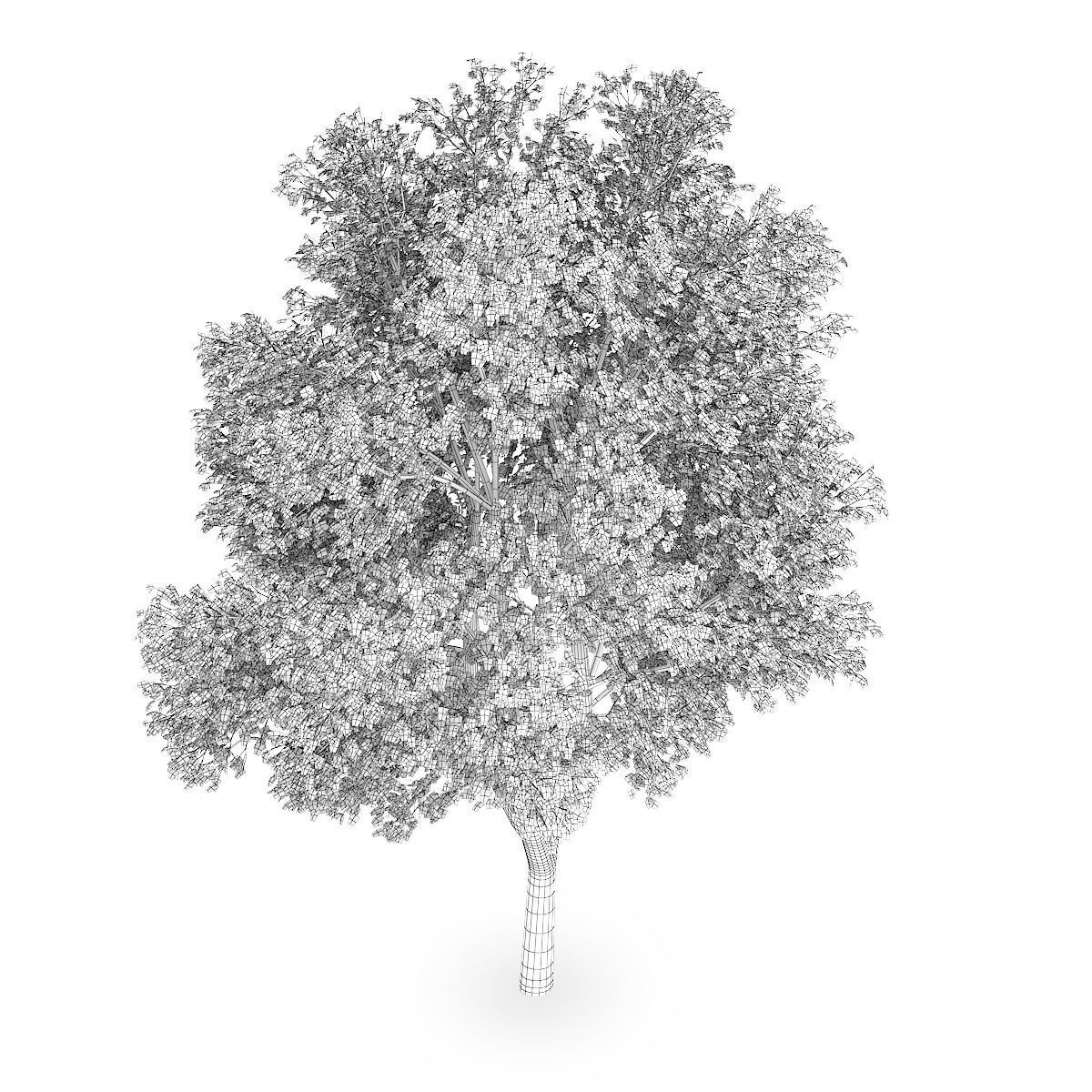 Austrian oak  3D model_3