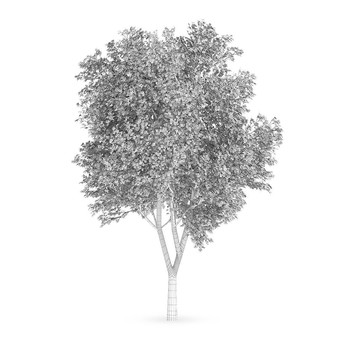 Austrian oak  3D model_1