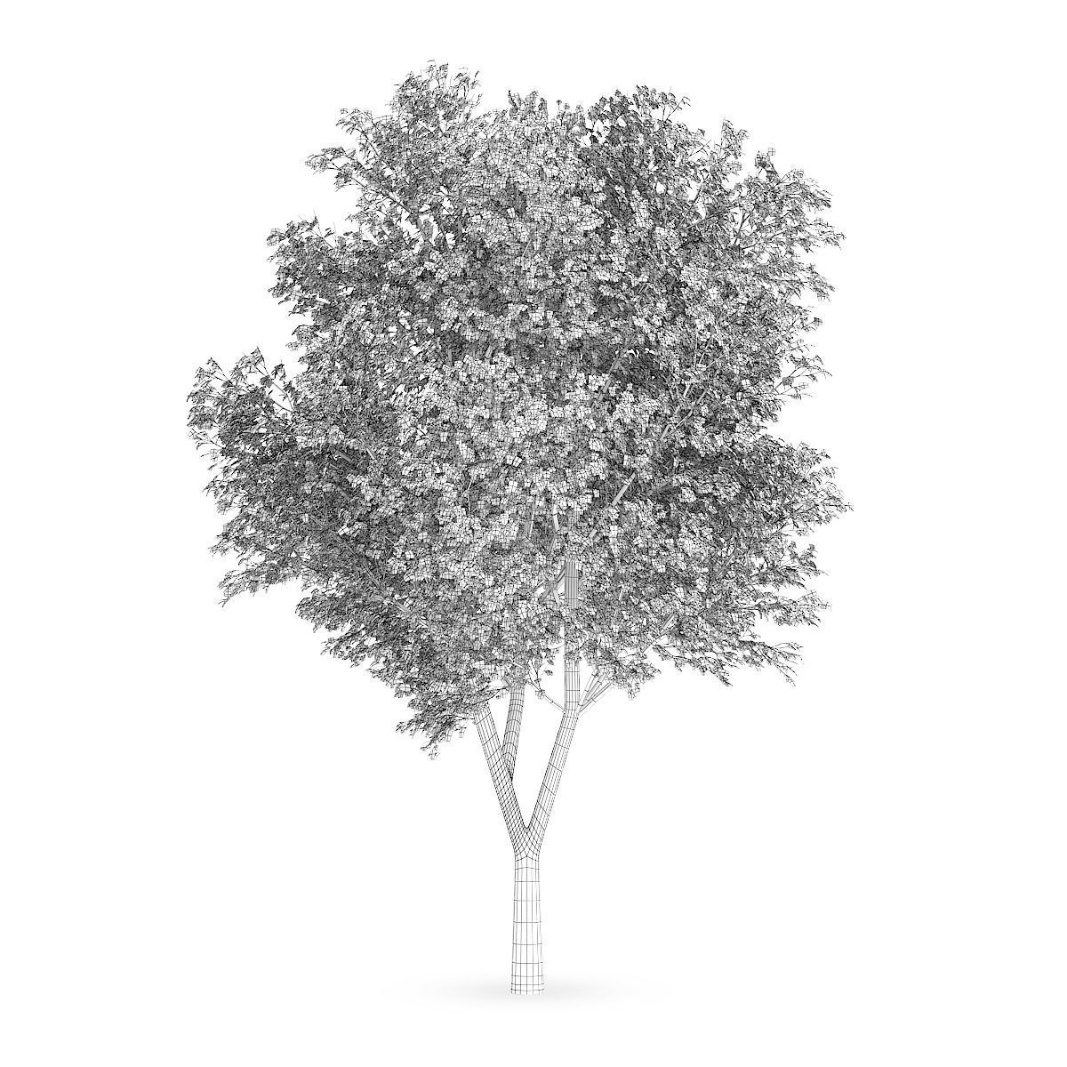 Austrian oak  3D model_5
