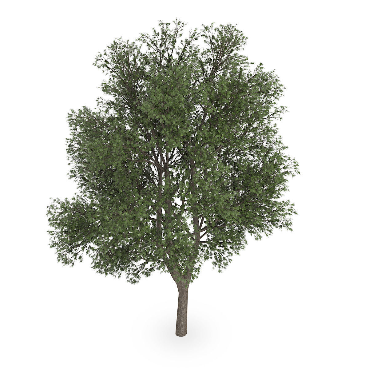 Austrian oak  3D model_2
