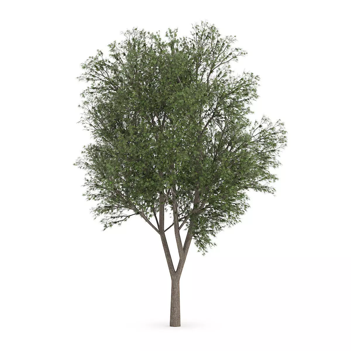 Austrian oak  3D model_0