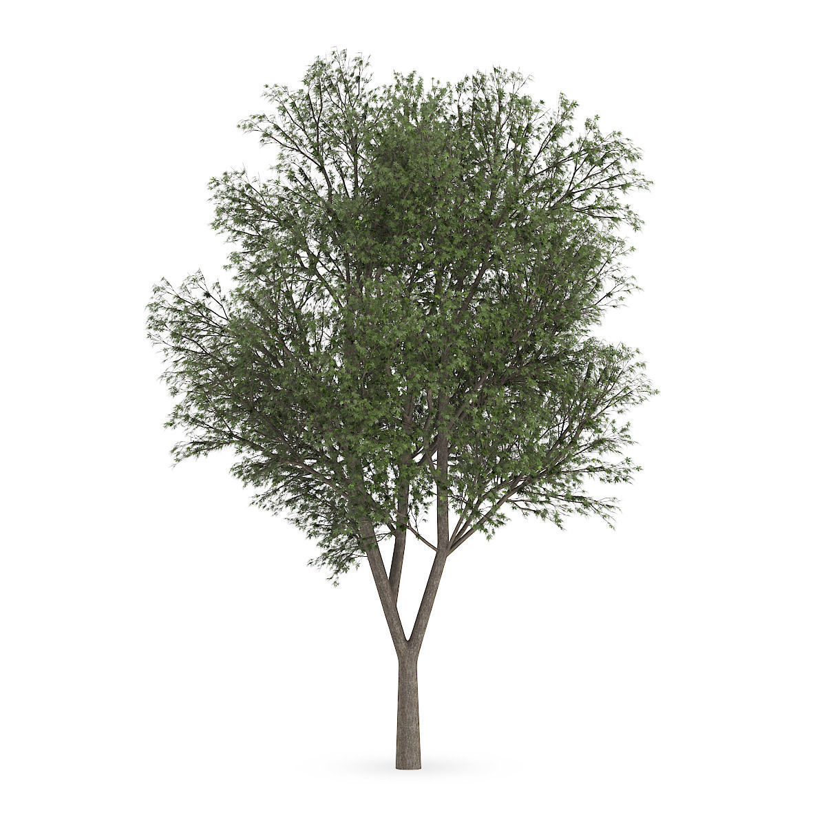 Austrian oak  3D model_4