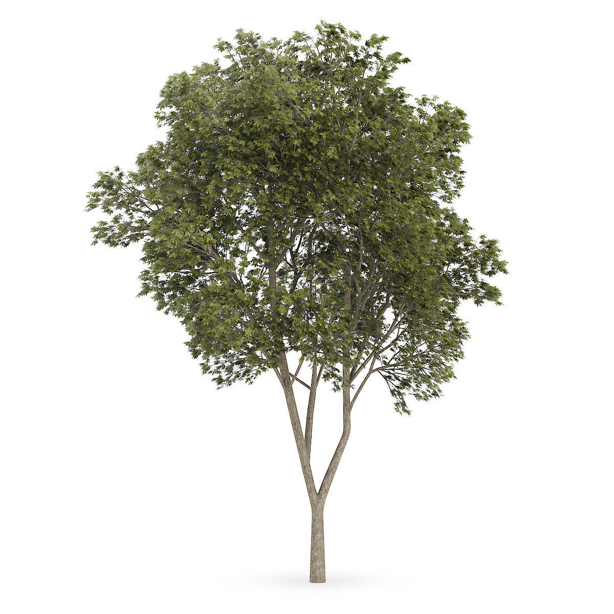 Austrian oak Quercus cerris 3D model_4