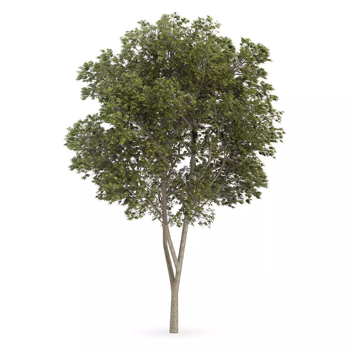 Austrian oak Quercus cerris 3D model_0