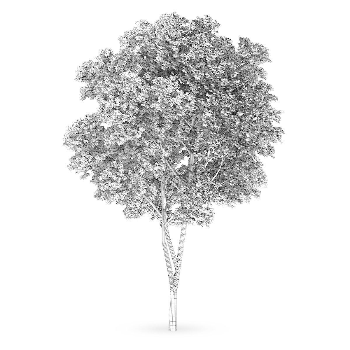 Austrian oak Quercus cerris 3D model_1