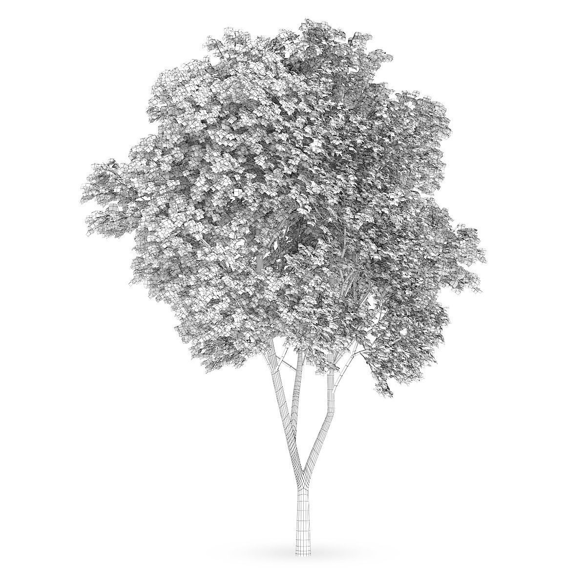 Austrian oak Quercus cerris 3D model_5